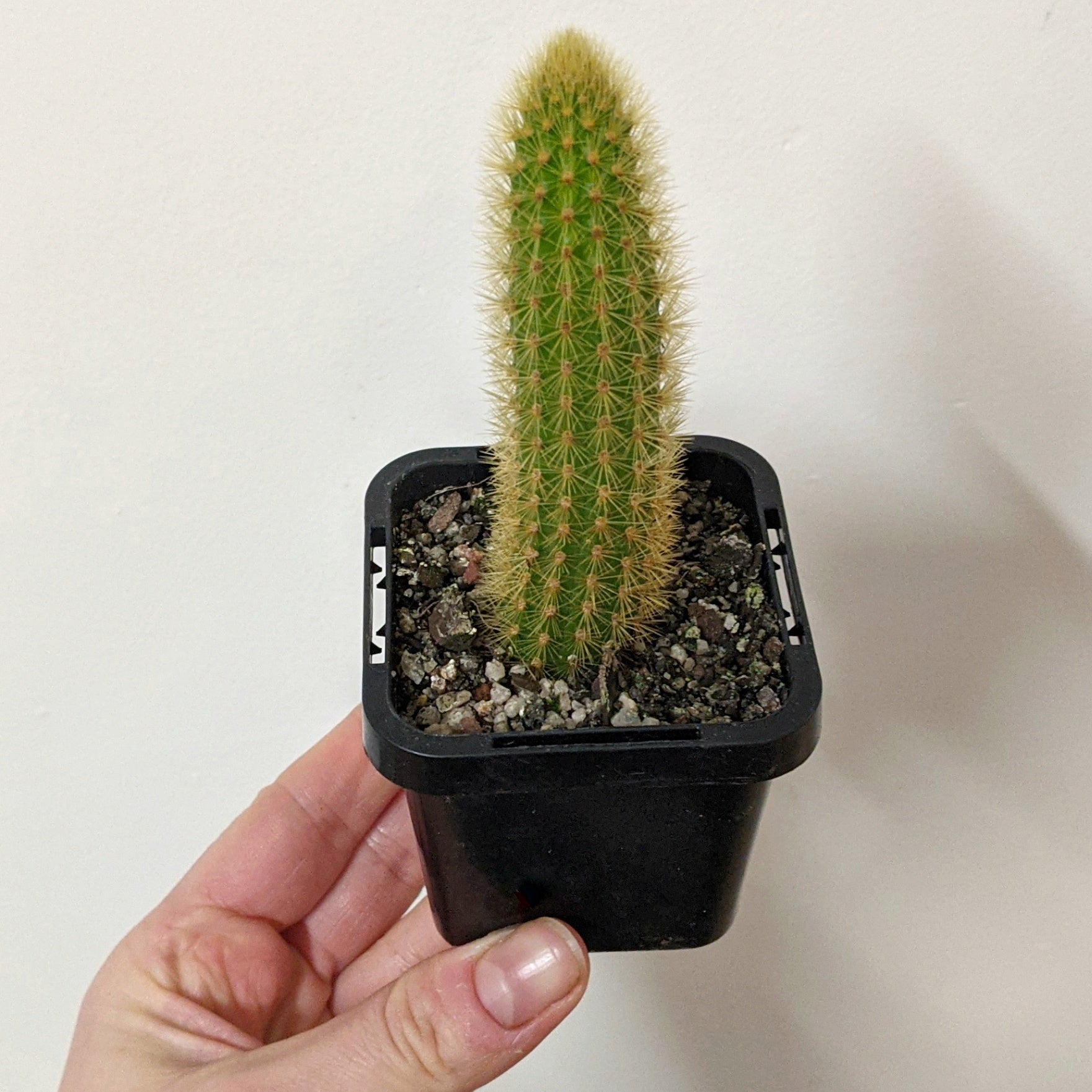 Cleistocactus winteri 'Erecta' (Golden Rat Tail) - 7cm pot